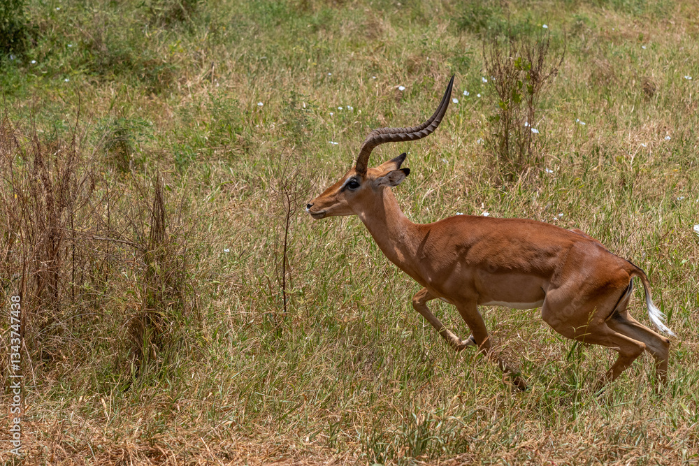 Impala - Aepyceros melampus, biegnąca antylopa z afrykańskiej sawanny, Samiec z pięknym porożem, Park Narodowy Tsavo i rezerwat wzgórz Taita, Kenia, Afryka