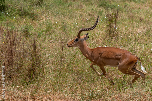 Impala - Aepyceros melampus, biegnąca antylopa z afrykańskiej sawanny, Samiec z pięknym porożem, Park Narodowy Tsavo i rezerwat wzgórz Taita, Kenia, Afryka