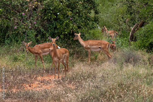 Obraz na płótnie samice Impala - Aepyceros melampus, mała, szybka antylopa z afrykańskiej sawanny, stado pasące się w bujnej roślinności, Park Narodowy Tsavo i rezerwat wzgórz Taita, Kenia, Afryka w salonie