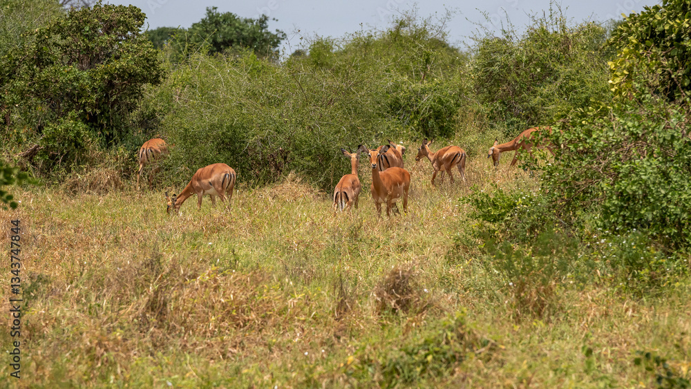 Impala - Aepyceros melampus, mała, szybka antylopa z afrykańskiej sawanny, stado pasące się w bujnej roślinności, Park Narodowy Tsavo i rezerwat wzgórz Taita, Kenia