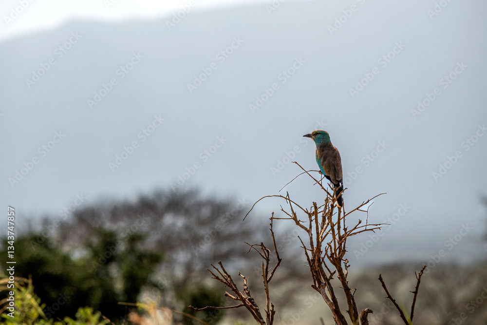 Kraska (Coracias garrulus) siedzący na czubku suchego krzewu, na mały kolorowy ptak zamieszkujący tereny sawanny, Park Narodowy Tsavo i rezerwat wzgórz Taita, Kenia, Afryka