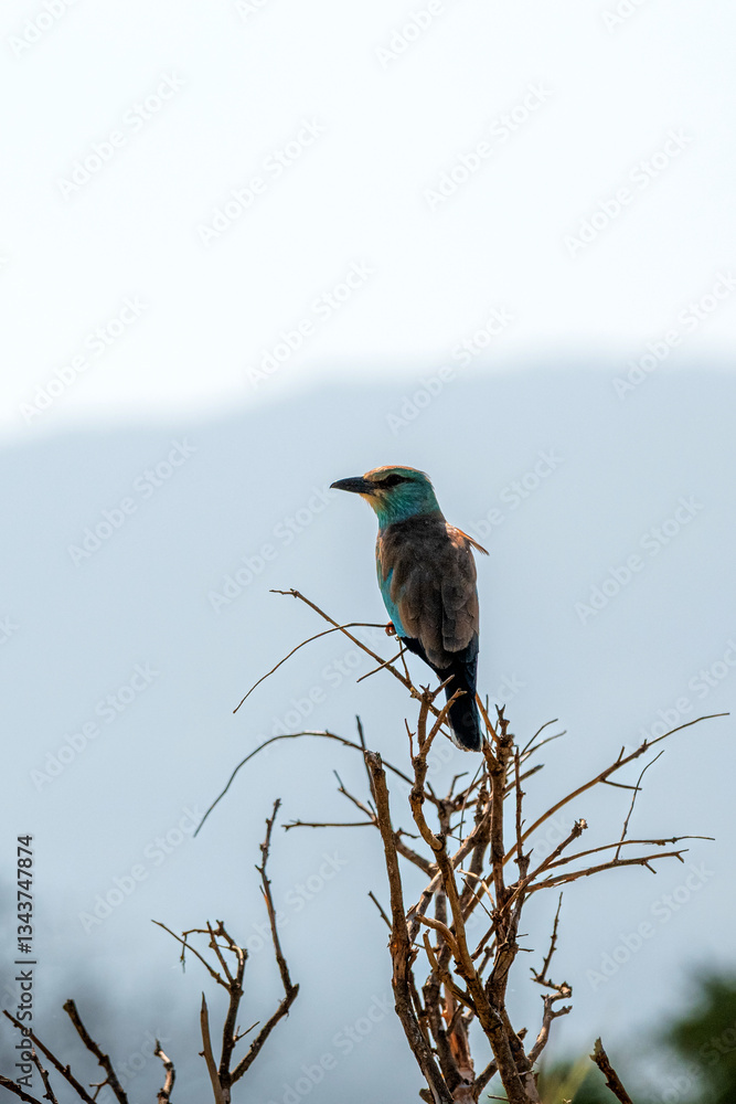 Kraska (Coracias garrulus) siedzący na czubku suchego krzewu, na mały kolorowy ptak zamieszkujący tereny sawanny, Park Narodowy Tsavo i rezerwat wzgórz Taita, Kenia, Afryka