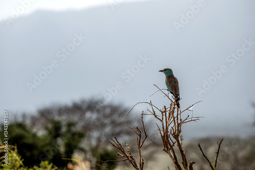 Obraz na płótnie Kraska (Coracias garrulus) siedzący na czubku suchego krzewu, na mały kolorowy ptak zamieszkujący tereny sawanny, Park Narodowy Tsavo i rezerwat wzgórz Taita, Kenia, Afryka w salonie