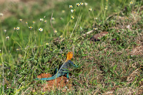Agama (Agamidae) Bardzo kolorowy samiec jaszczurki, w pomarańczowym i niebieskim kolorze, pozuje na skale, Park Narodowy Tsavo i rezerwat wzgórz Taita, Kenia, Afryka