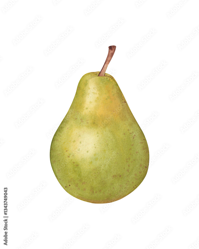 Watercolor pear. Hand drawn illustration isolated on white background Watercolor pear. Hand drawn illustration isolated on white background