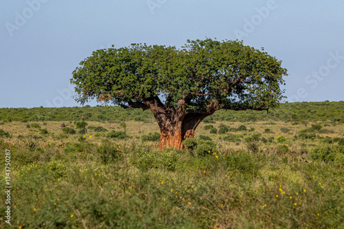 baobab, prawdziwe zdjęcie ogromnego drzewa rosnącego samotnie na sawannie w parku narodowym Tsavo Est w Kenii