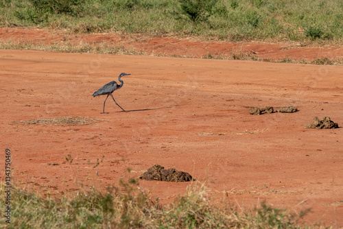 Obraz na płótnie Czapla czarnogłowa (Ardea melanocephala) spacerująca po czerwonej ziemi, Park Narodowy Tsavo i rezerwat wzgórz Taita, Kenia, Afryka w salonie