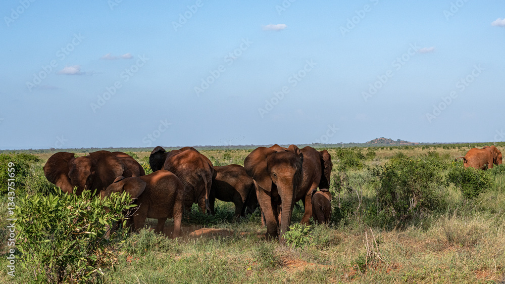 Słoń afrykański (Loxodonta africana), stado chroniące się w cieniu drzewna sawannie w Park Narodowy Tsavo East i rezerwat wzgórz Taita, Kenia, Afryka