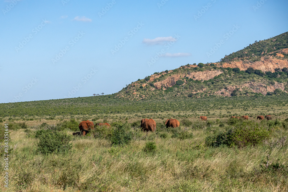 Słoń afrykański (Loxodonta africana), stado spacerujące pomiędzy drzewami i krzewami na sawannie w Park Narodowy Tsavo East i rezerwat wzgórz Taita, Kenia, Afryka