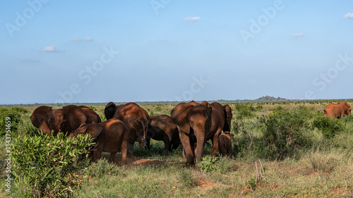 Obraz na płótnie Słoń afrykański (Loxodonta africana), stado chroniące się w cieniu drzewna sawannie w Park Narodowy Tsavo East i rezerwat wzgórz Taita, Kenia, Afryka w salonie