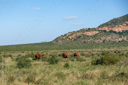 Obraz na płótnie Słoń afrykański (Loxodonta africana), stado spacerujące pomiędzy drzewami i krzewami na sawannie w Park Narodowy Tsavo East i rezerwat wzgórz Taita, Kenia, Afryka w salonie