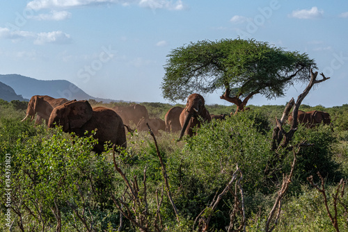 Słoń afrykański (Loxodonta africana), stado spacerujące pomiędzy drzewami i krzewami na sawannie w Park Narodowy Tsavo Easi rezerwat wzgórz Taita, Kenia, Afryka