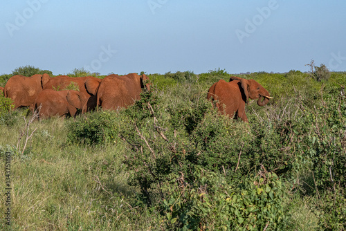 Obraz na płótnie Słoń afrykański (Loxodonta africana), stado spacerujące pomiędzy drzewami i krzewami na sawannie w Park Narodowy Tsavo East i rezerwat wzgórz Taita, Kenia, Afryka w salonie