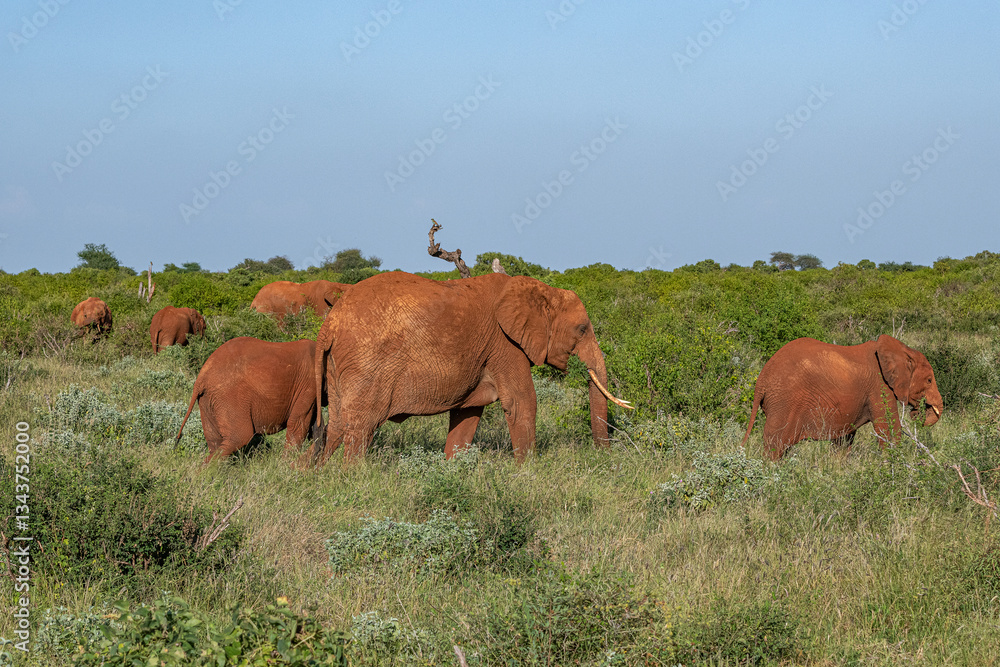 Słoń afrykański (Loxodonta africana), młody samiec chroniący się między starszymi braćmi na sawannie w Park Narodowy Tsavo East i rezerwat wzgórz Taita, Kenia, Afryka