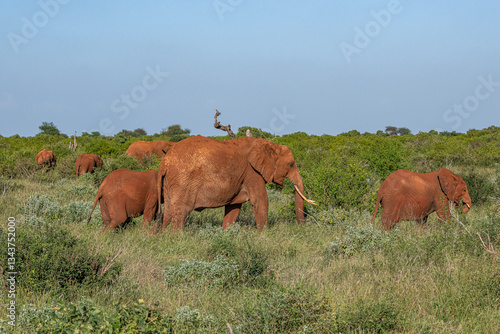 Obraz na płótnie Słoń afrykański (Loxodonta africana), młody samiec chroniący się między starszymi braćmi na sawannie w Park Narodowy Tsavo East i rezerwat wzgórz Taita, Kenia, Afryka w salonie