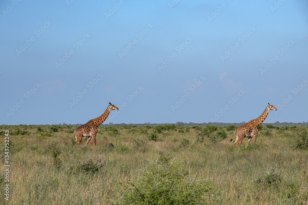 dwie Żyrafy (camelopaurdalis) spacerujące pomiędzy krzewami na sawannie, Park Narodowy Tsavo i rezerwat wzgórz Taita, Kenia