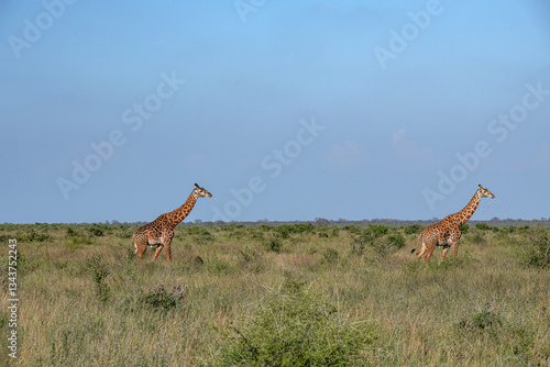 Obraz na płótnie dwie Żyrafy (camelopaurdalis) spacerujące pomiędzy krzewami na sawannie, Park Narodowy Tsavo i rezerwat wzgórz Taita, Kenia w salonie