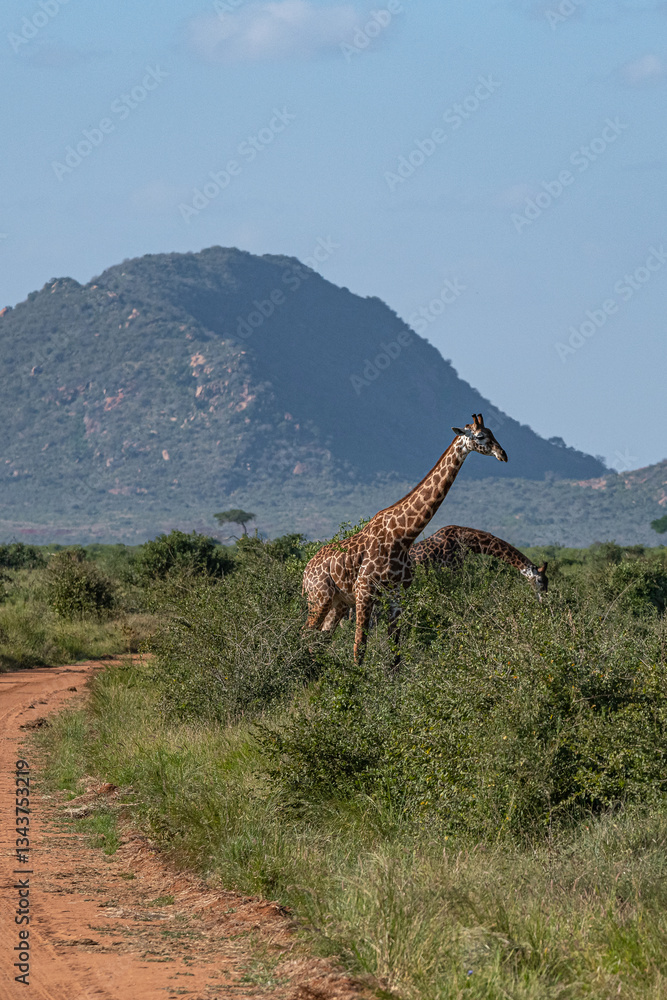 Żyrafa (camelopaurdalis) spacerująca nieopodal gruntowej drogi na sawannie, Park Narodowy Tsavo i rezerwat wzgórz Taita, Kenia
