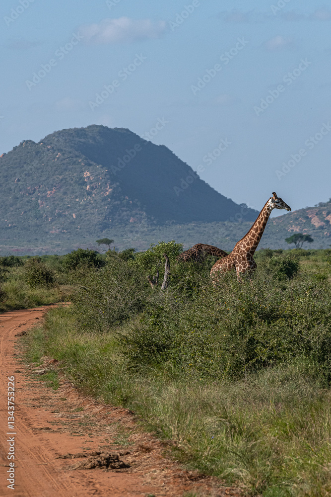 Żyrafa (camelopaurdalis) spacerująca pomiędzy krzewami na sawannie, Park Narodowy Tsavo i rezerwat wzgórz Taita, Kenia