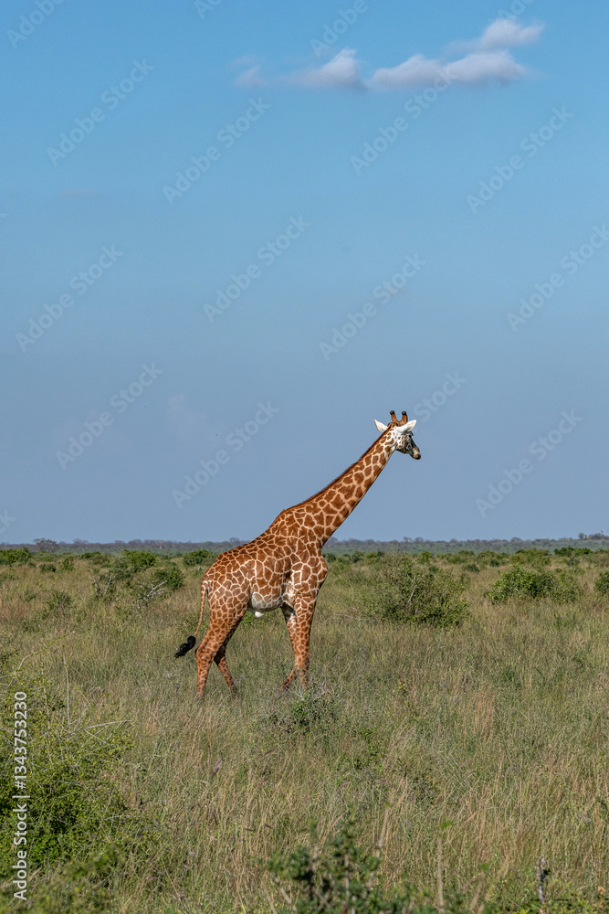 Żyrafa (camelopaurdalis) spacerująca pomiędzy krzewami na sawannie, Park Narodowy Tsavo i rezerwat wzgórz Taita, Kenia, Afryka