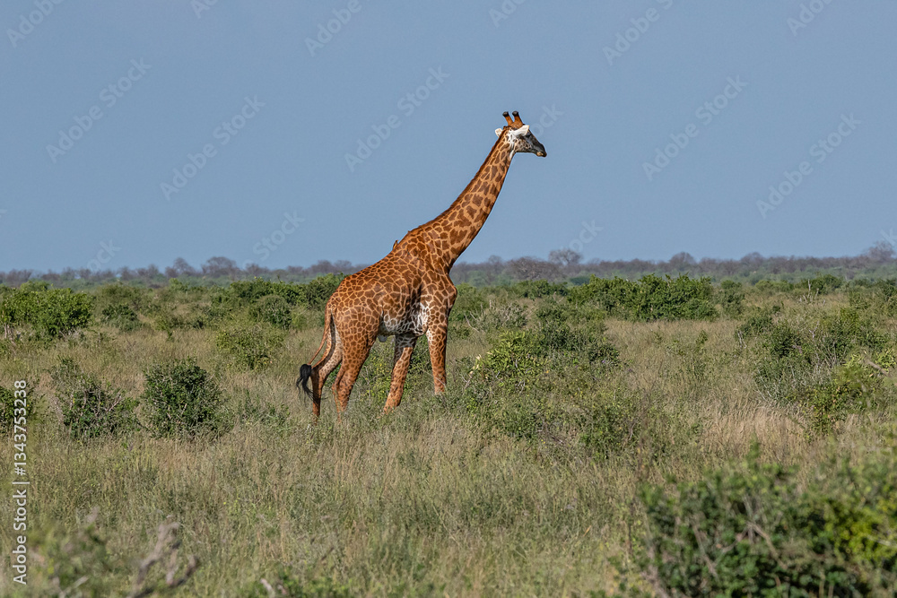 Żyrafa (camelopaurdalis) spacerująca pomiędzy krzewami na sawannie, Park Narodowy Tsavo i rezerwat wzgórz Taita, Kenia, Afryka