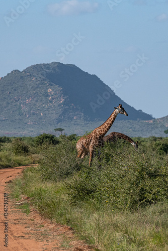 Obraz na płótnie Żyrafa (camelopaurdalis) spacerująca nieopodal gruntowej drogi na sawannie, Park Narodowy Tsavo i rezerwat wzgórz Taita, Kenia w salonie