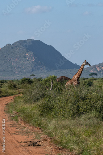 Żyrafa (camelopaurdalis) spacerująca pomiędzy krzewami na sawannie, Park Narodowy Tsavo i rezerwat wzgórz Taita, Kenia