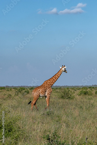 Obraz na płótnie Żyrafa (camelopaurdalis) spacerująca pomiędzy krzewami na sawannie, Park Narodowy Tsavo i rezerwat wzgórz Taita, Kenia, Afryka w salonie