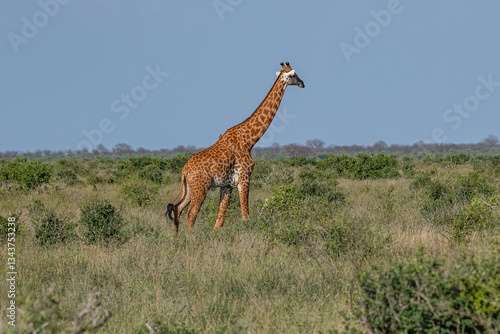 Obraz na płótnie Żyrafa (camelopaurdalis) spacerująca pomiędzy krzewami na sawannie, Park Narodowy Tsavo i rezerwat wzgórz Taita, Kenia, Afryka w salonie