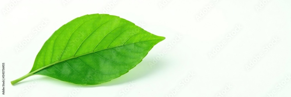 Fototapeta premium Green leaf isolated on white background with subtle texture, leaf, foliage