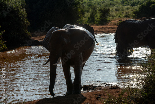 Obraz na płótnie Słoń afrykański (Loxodonta africana), rodzina przy wodopoju na sawannie w Park Narodowy Tsavo East, Kenia, Afryka w salonie