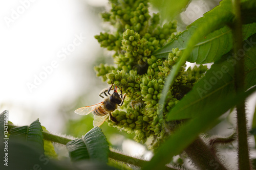 a bee collecting pollen on a tree flower