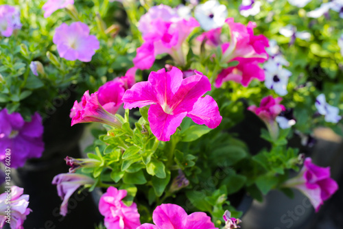 Petunia flowers in a container