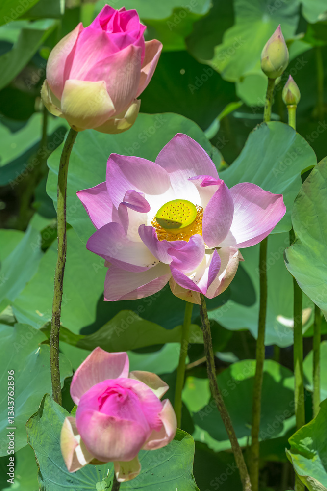 Fototapeta premium Lotus