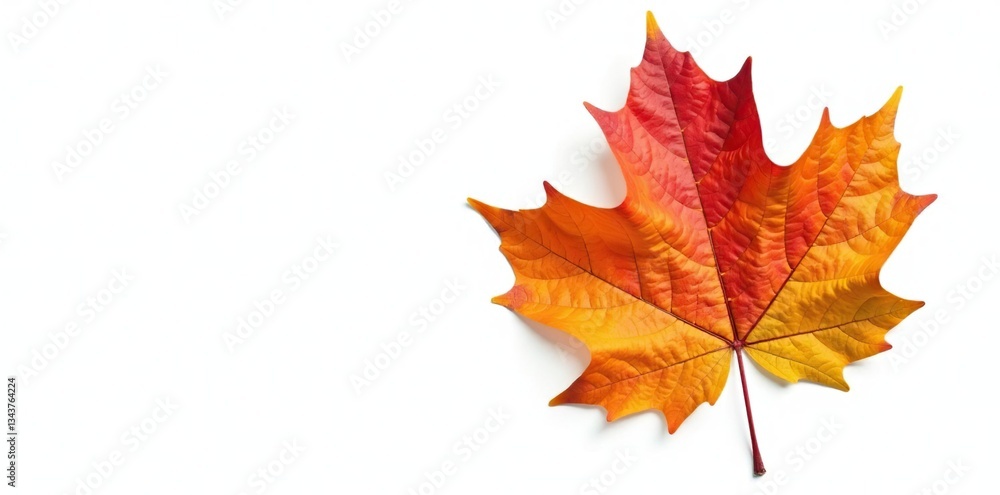Obraz premium Single large maple leaf isolated on white background, tree, leafy, maple