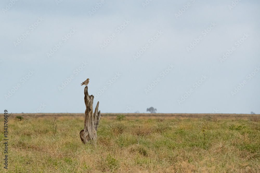 siedzący na suchym pniu drzew Sokół wędrowny (Falco peregrinus), Park Narodowy Tsavo i rezerwat wzgórz Taita, Kenia, Afryka