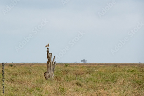 Obraz na płótnie siedzący na suchym pniu drzew Sokół wędrowny (Falco peregrinus), Park Narodowy Tsavo i rezerwat wzgórz Taita, Kenia, Afryka w salonie