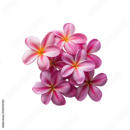 Colorful pink and purple frangipani flowers arranged beautifully, showcasing natural elegance and vibrant hues, perfect for various creative projects.