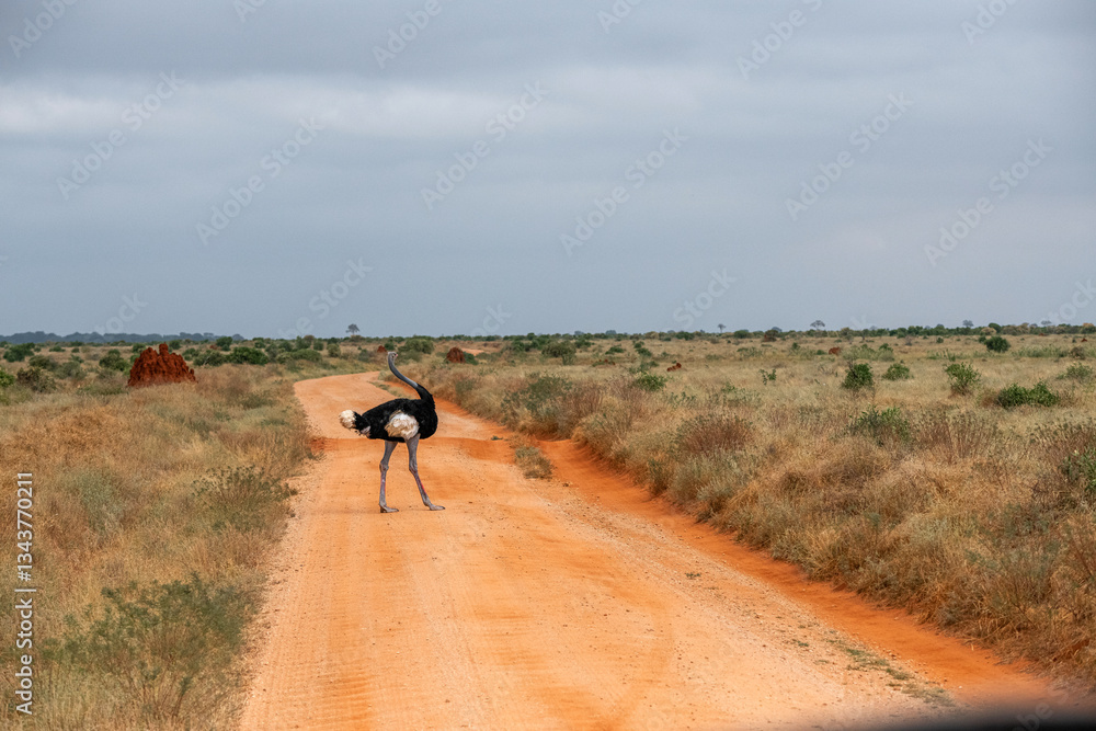 Struś północnoafrykański, struś czerwonoszyi (Struthio camelus) na drodze biegnącej przez na sawanne, Park Narodowy Tsavo i rezerwat wzgórz Taita, Kenia