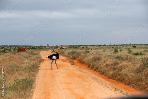 Obraz na płótnie Struś północnoafrykański, struś czerwonoszyi (Struthio camelus) na drodze biegnącej przez na sawanne, Park Narodowy Tsavo i rezerwat wzgórz Taita, Kenia w salonie