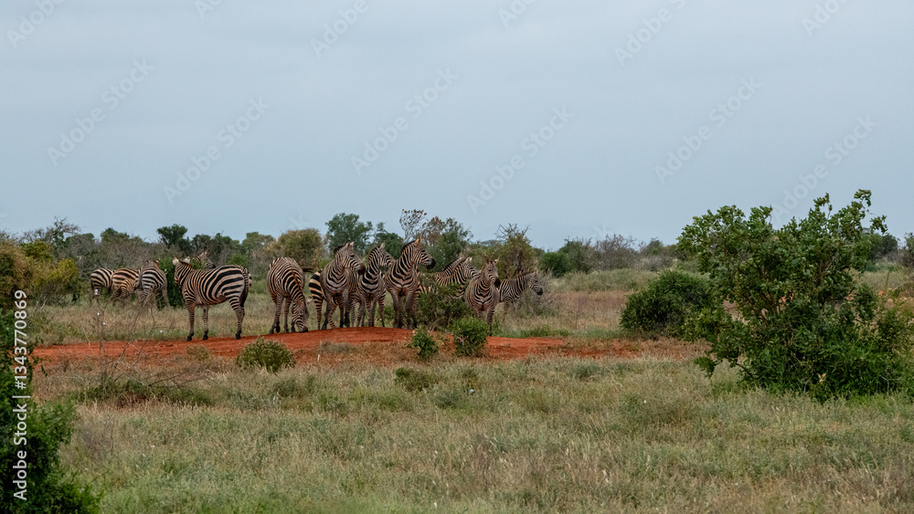 Zebra (equus) stado posilające się na sawannie, Park Narodowy Tsavo i rezerwat wzgórz Taita, Kenia