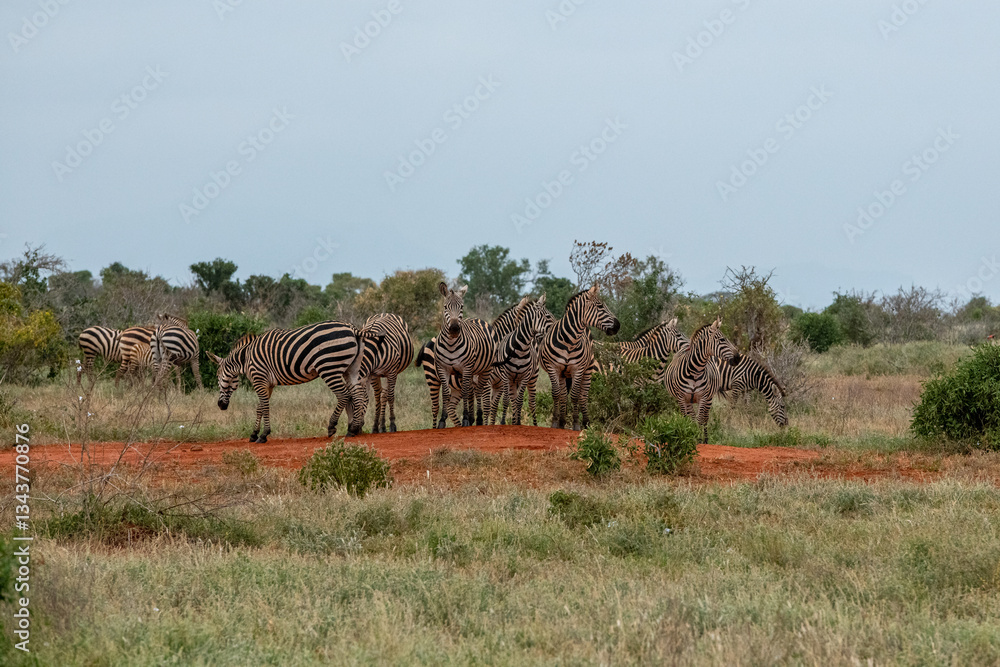 Zebra (equus) stado posilające się na sawannie, Park Narodowy Tsavo i rezerwat wzgórz Taita, Kenia