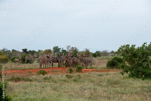 Obraz na płótnie Zebra (equus) stado posilające się na sawannie, Park Narodowy Tsavo i rezerwat wzgórz Taita, Kenia w salonie