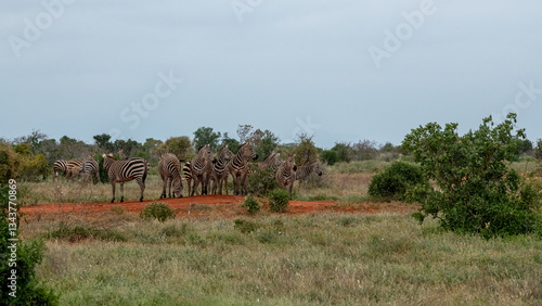 Obraz na płótnie Zebra (equus) stado posilające się na sawannie, Park Narodowy Tsavo i rezerwat wzgórz Taita, Kenia w salonie