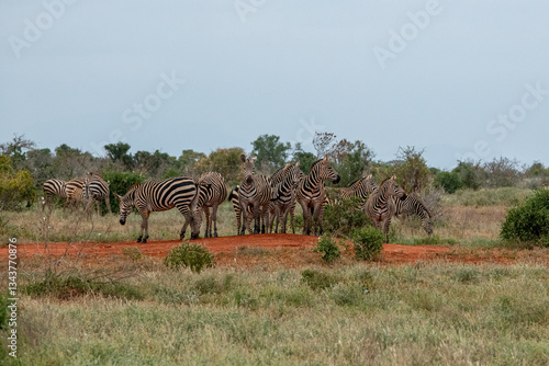 Obraz na płótnie Zebra (equus) stado posilające się na sawannie, Park Narodowy Tsavo i rezerwat wzgórz Taita, Kenia w salonie