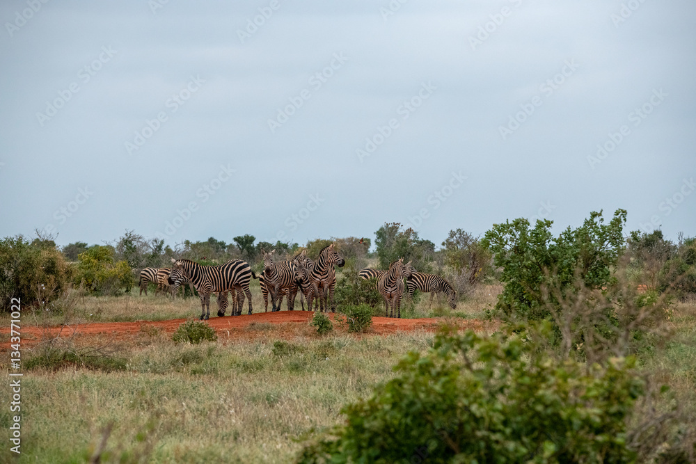 Zebra (equus) stado posilające się na sawannie, Park Narodowy Tsavo i rezerwat wzgórz Taita, Kenia