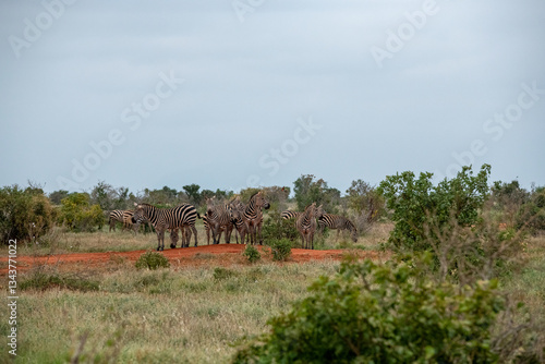 Obraz na płótnie Zebra (equus) stado posilające się na sawannie, Park Narodowy Tsavo i rezerwat wzgórz Taita, Kenia w salonie