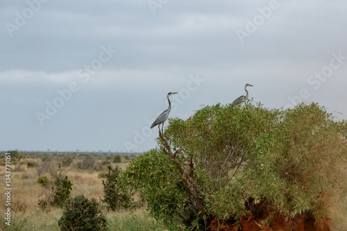 Obraz na płótnie Czapla czarnogłowa (Ardea cinerea) dwa samce siedzące na drzewie na sawannie, Park Narodowy Tsavo i rezerwat wzgórz Taita, Kenia w salonie