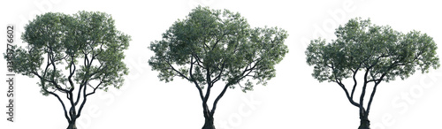 Cuadro en lienzo Set of Ficus microcarpa (Chinese banyan, small-fruited fig, Malayan banyan, Indi