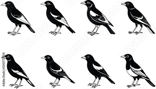 Myna silhouette vector set isolated on white background